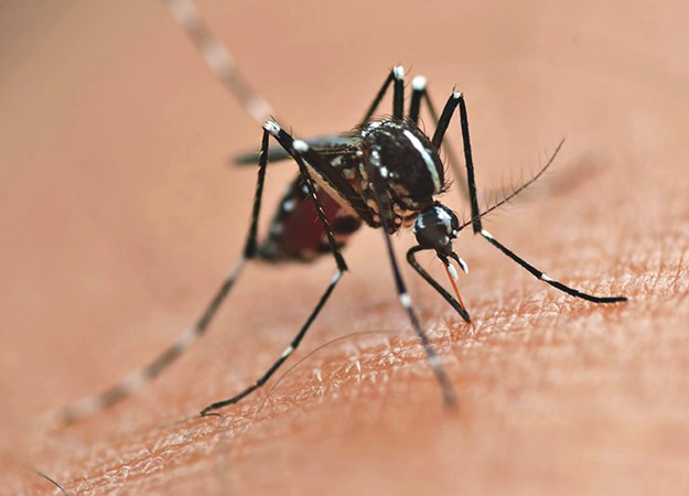 Alerta para a dengue