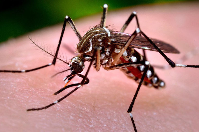 Nova vacina contra a dengue já está disponível