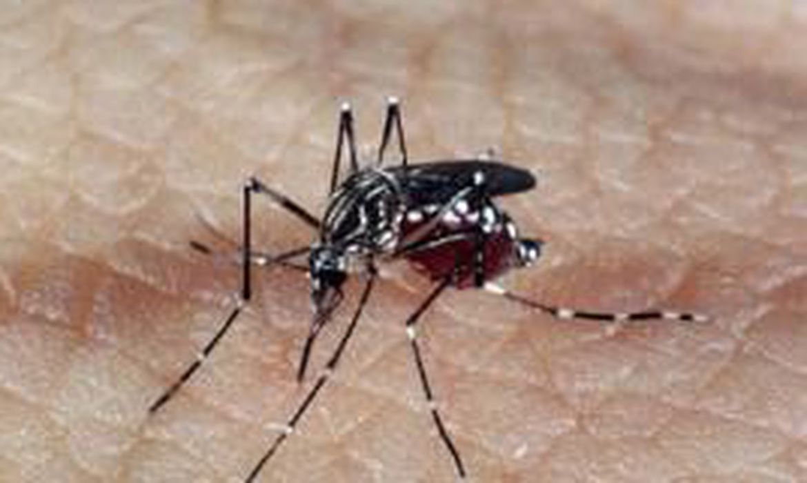 mosquito febre amarela