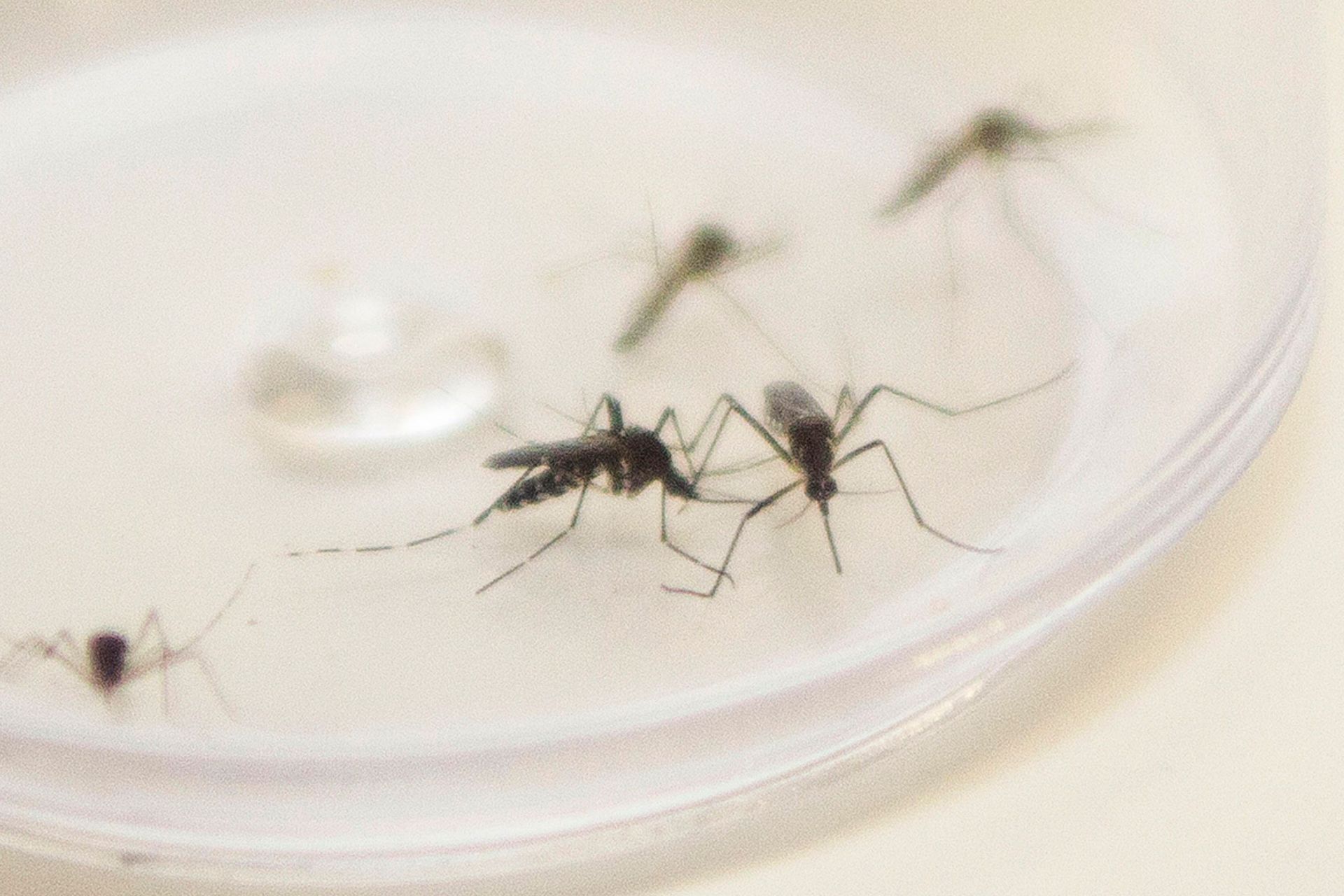 Bestätigte Dengue-Fälle nehmen in Paraná innerhalb eines Jahres um 424 % zu – CBN Curitiba – A Rádio Que Toca Notícia