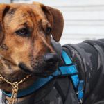 Morador de rua recupera cachorro após decisão judicial